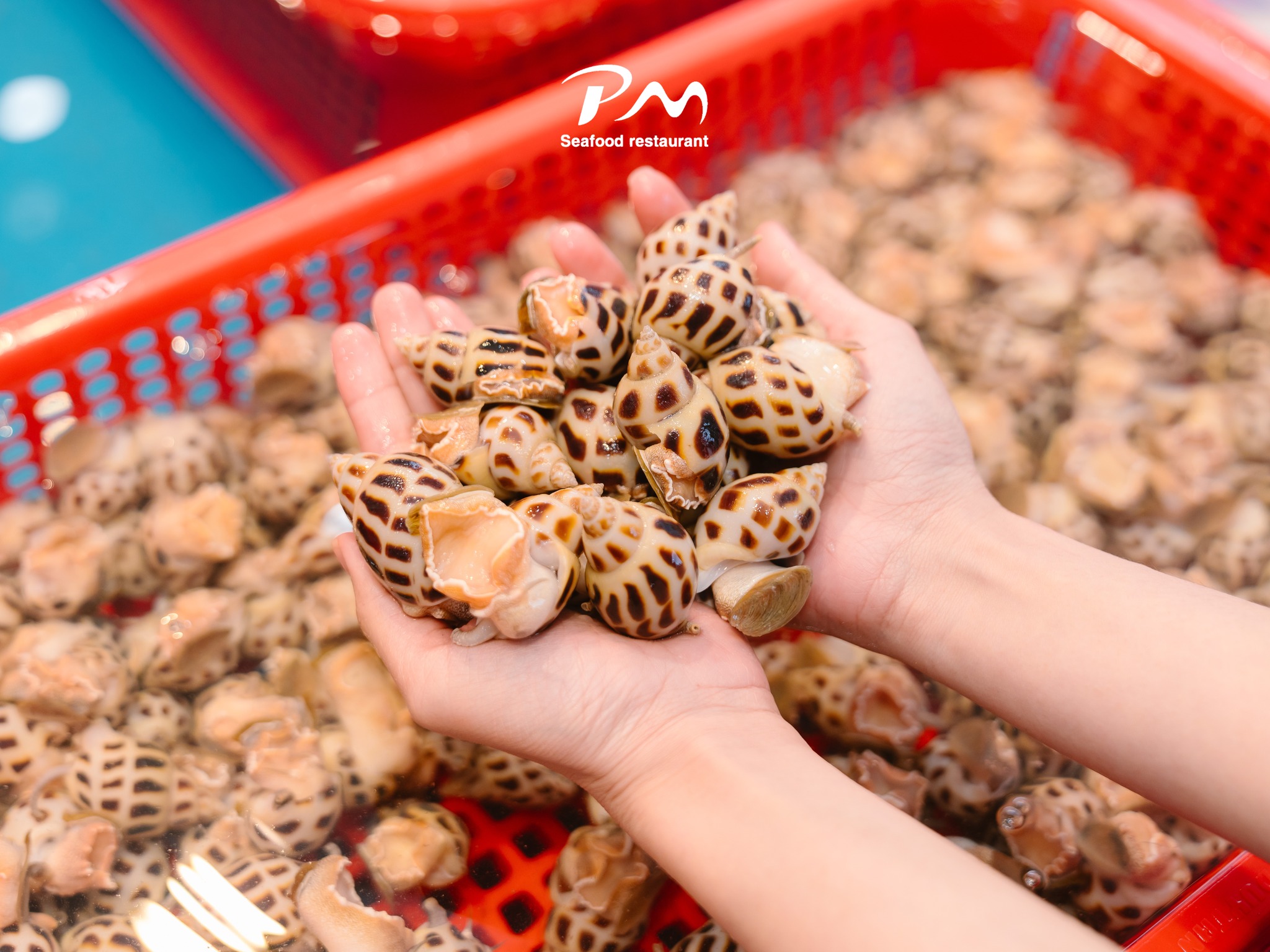 Hai-san-tuoi-song-Phuoc-My-Seafood-2