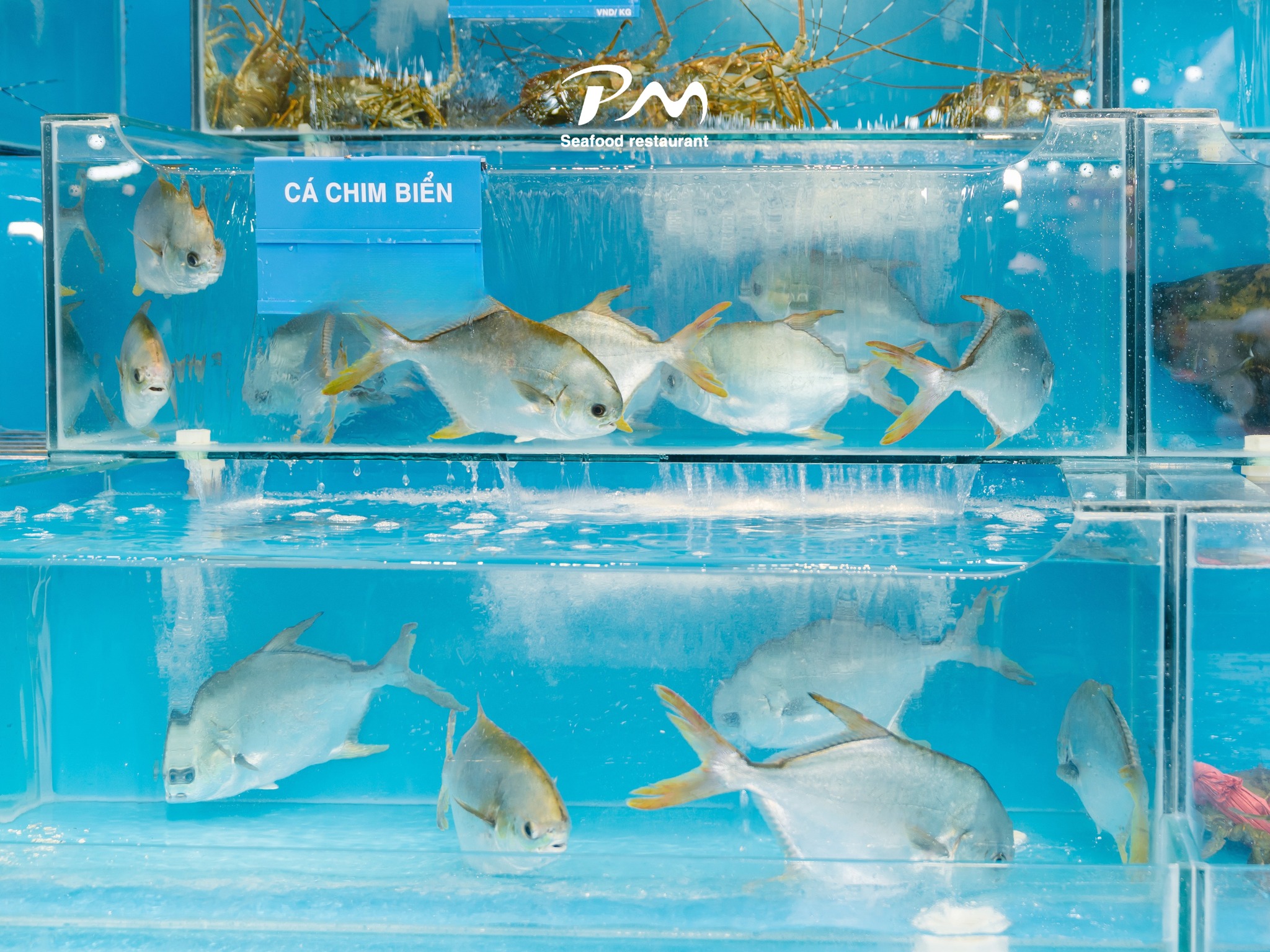 Hai-san-tuoi-song-Phuoc-My-Seafood-3
